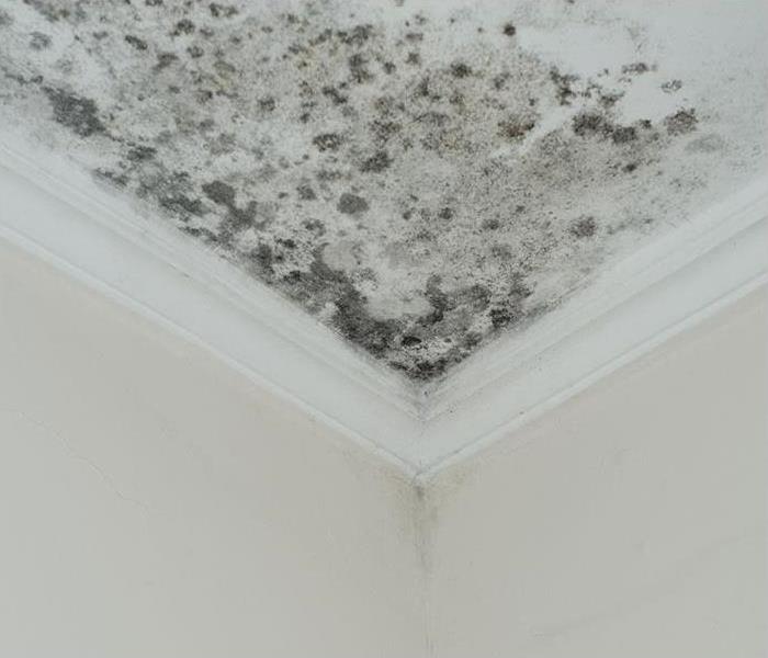 mold infestation growing in corner of ceiling due to water leak