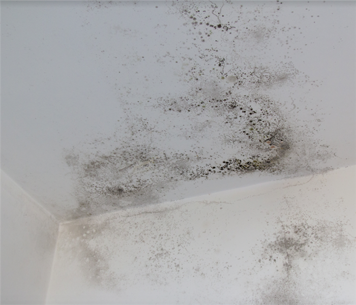 mold growing on the white walls of a room