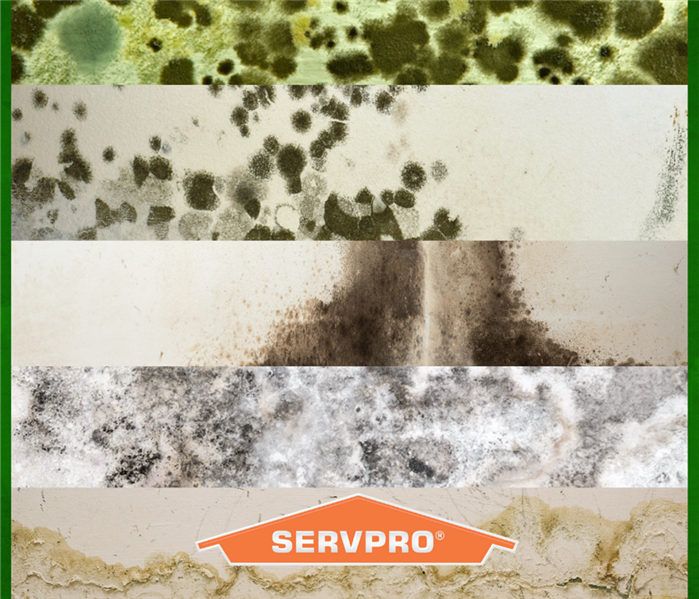 SERVPRO logo over mold