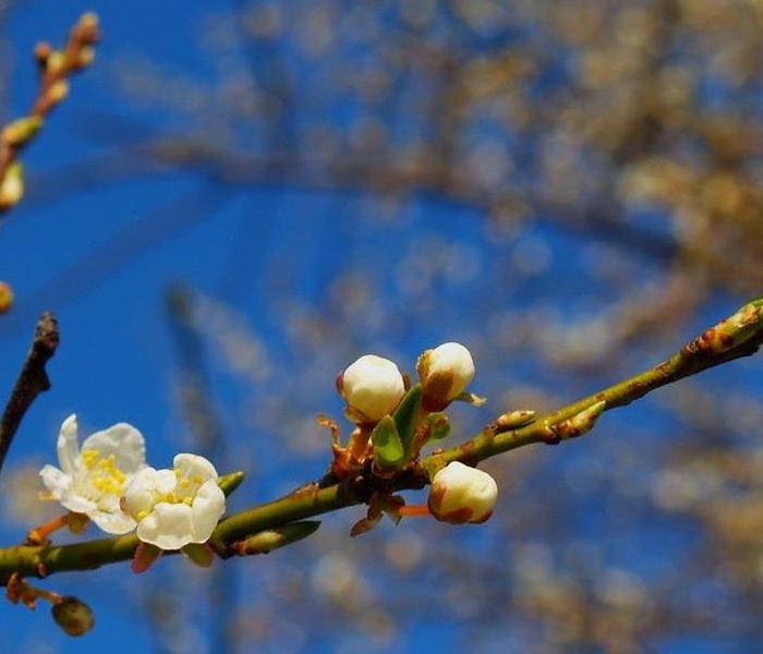 tree branch with flowers